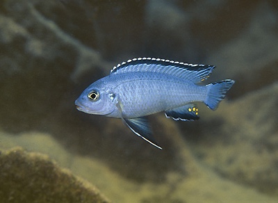 Chindongo socolofi 'Mala Point'